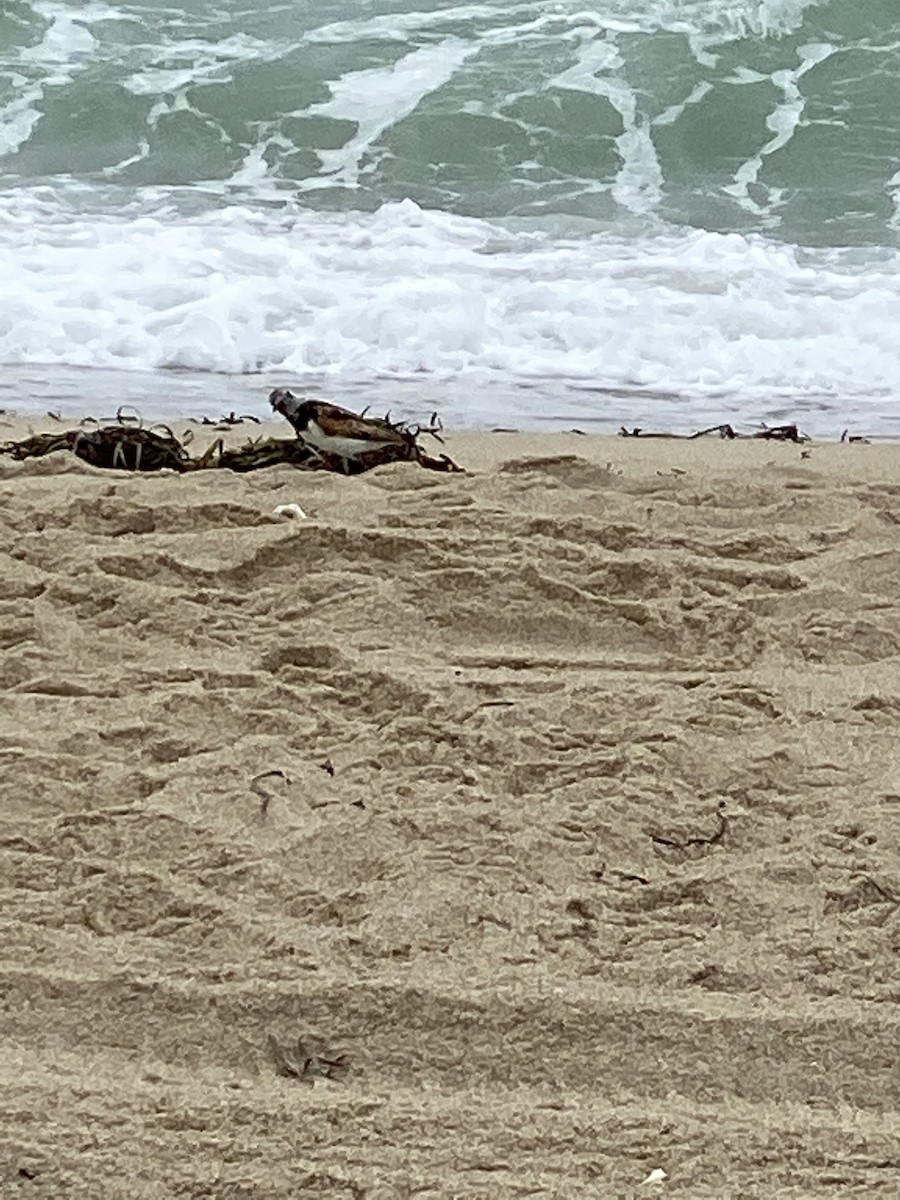 Ruddy Turnstone - ML255681201