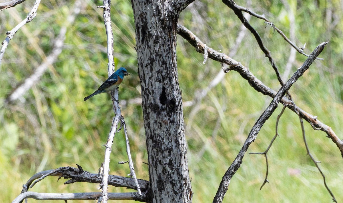 Lazuli Bunting - Forest Botial-Jarvis