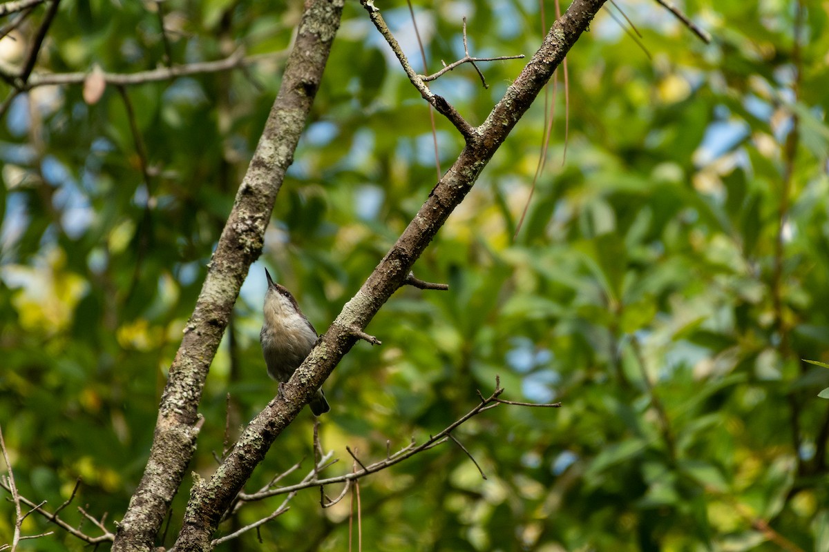 Brown-headed Nuthatch - Court Harding