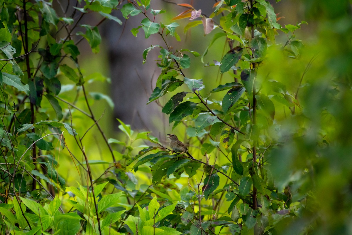 Bachman's Sparrow - ML255682491