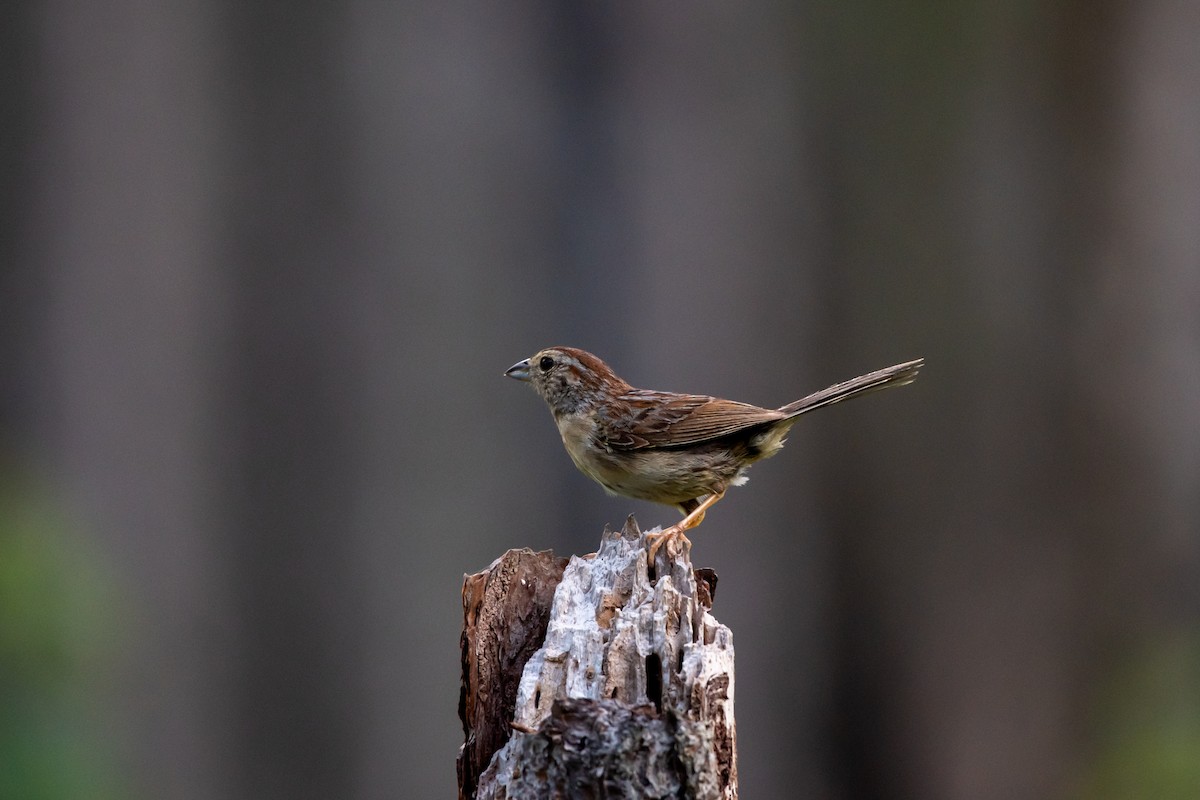 Bachman's Sparrow - Court Harding