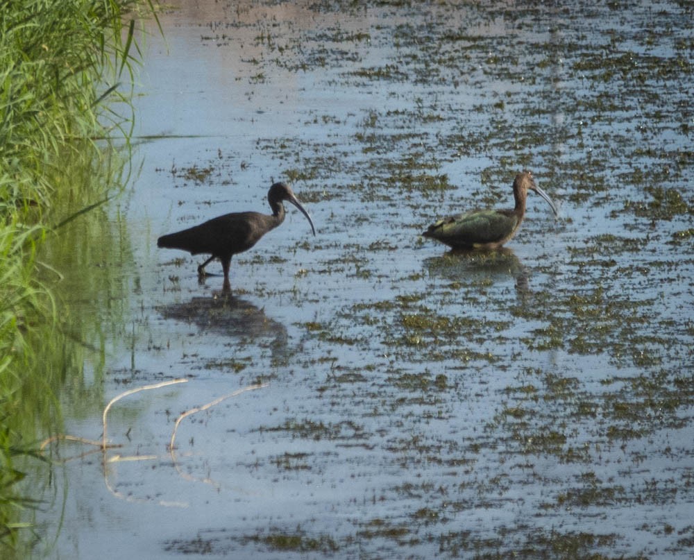 White-faced Ibis - ML255683691