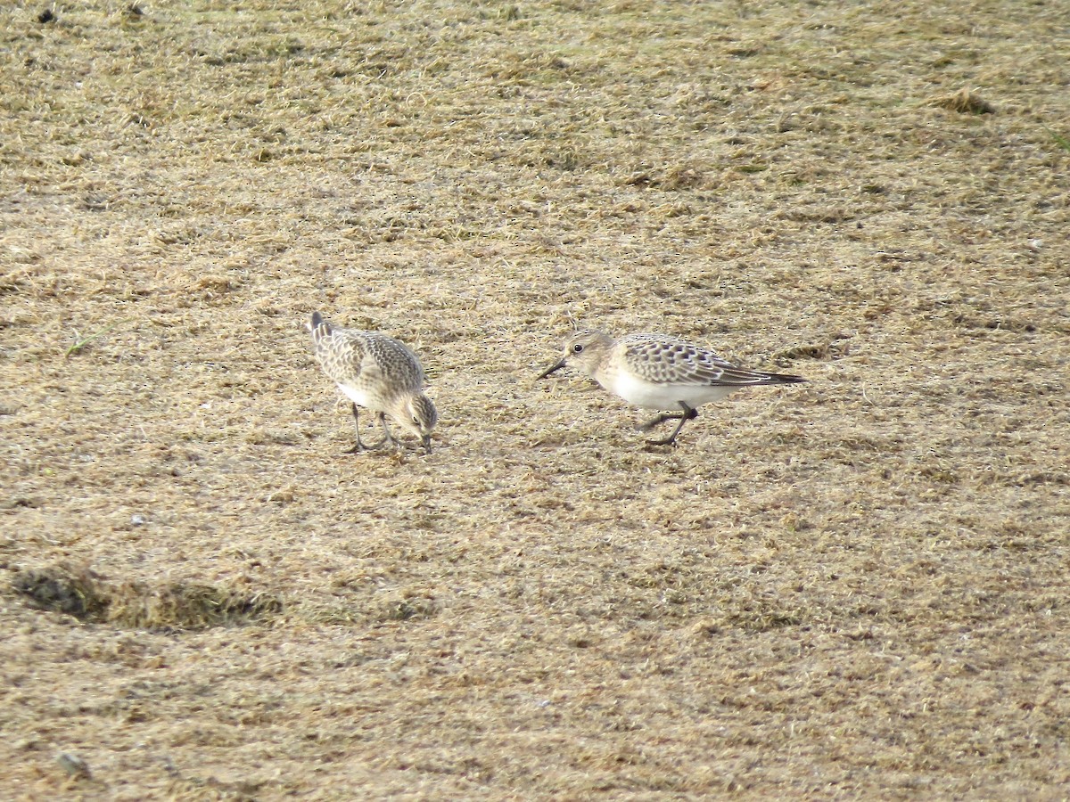 Baird's Sandpiper - ML255684591