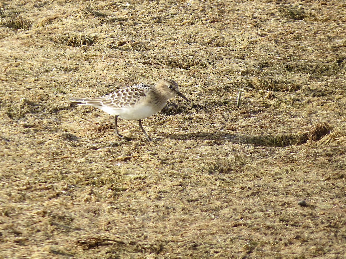 Baird's Sandpiper - ML255684621