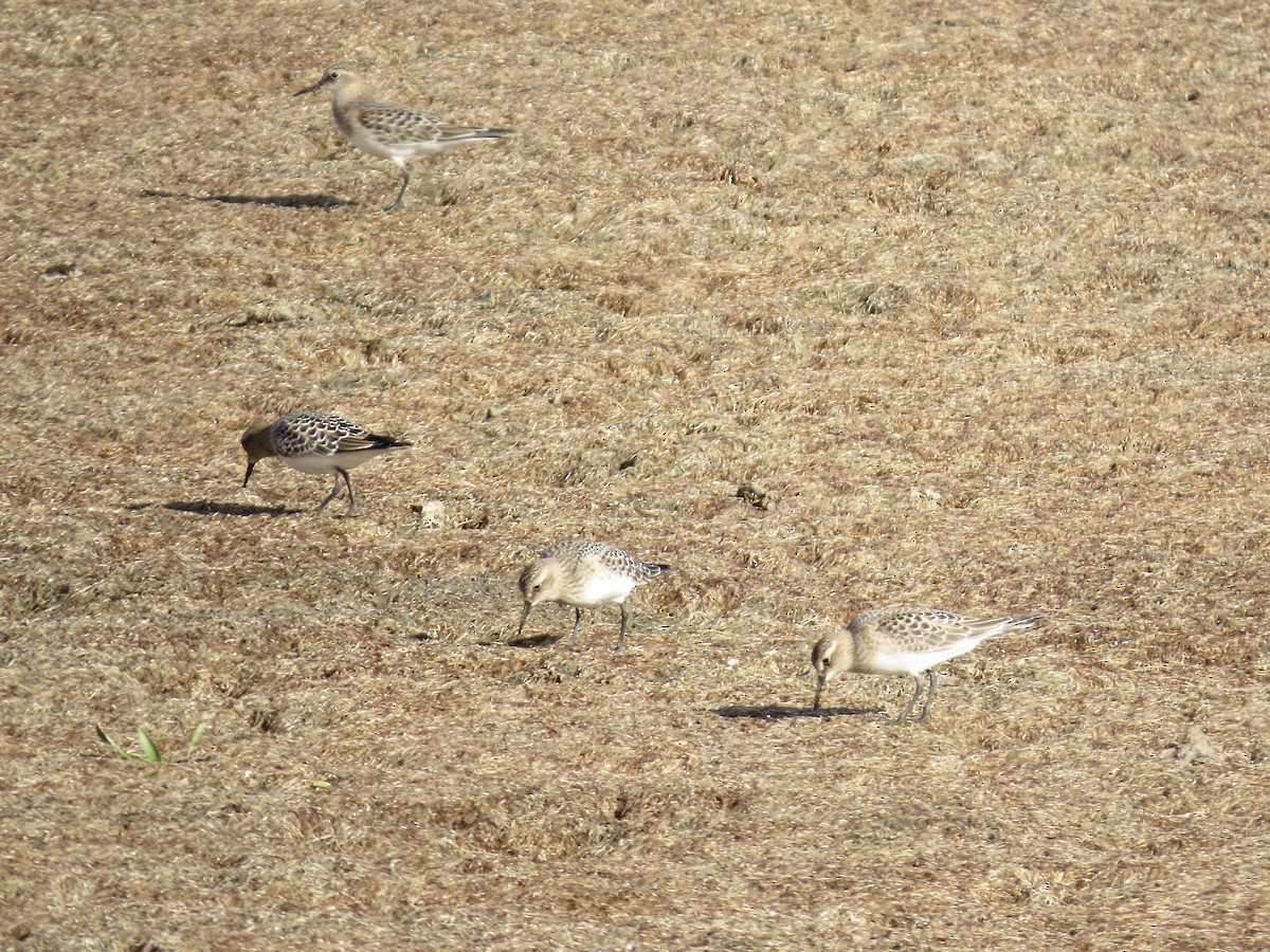 Baird's Sandpiper - ML255684631