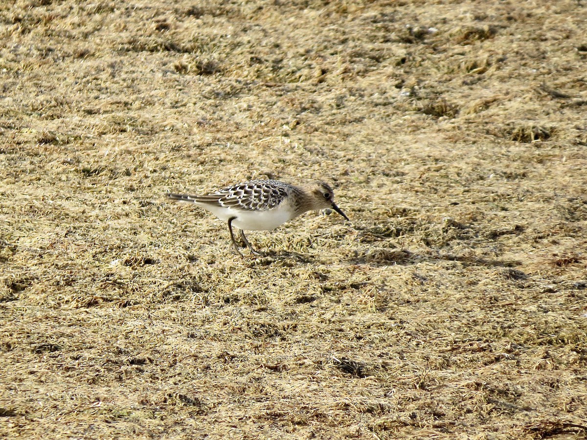 Baird's Sandpiper - ML255684641