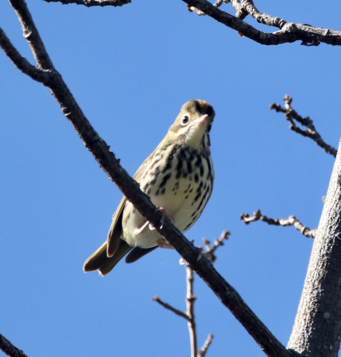 Ovenbird - ML255685181