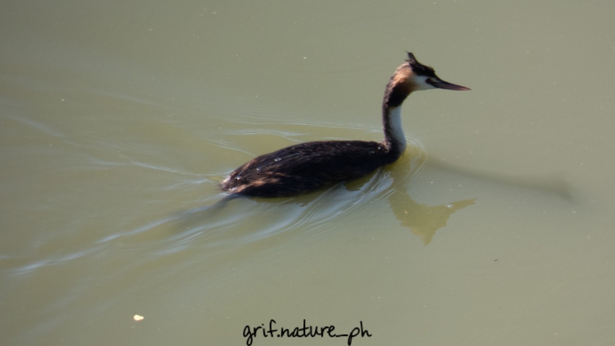 Great Crested Grebe - ML255686111