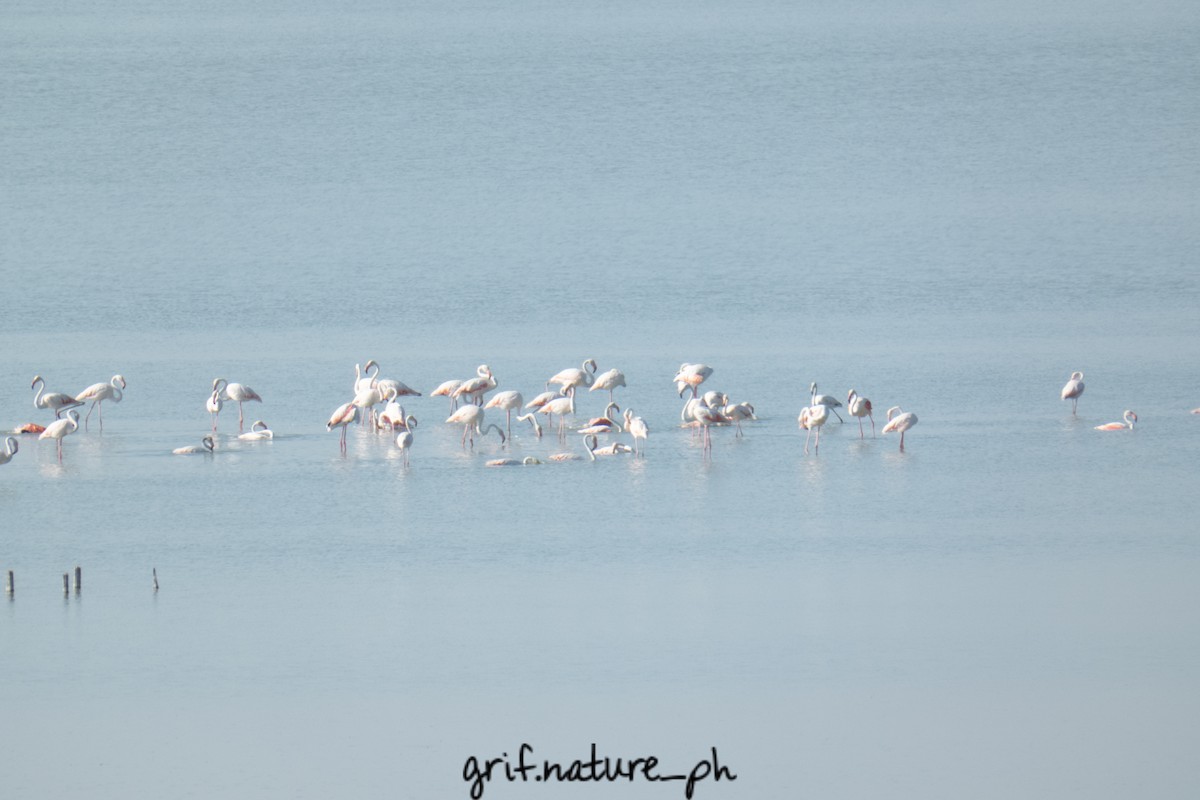 Greater Flamingo - Giacomo Guidotti