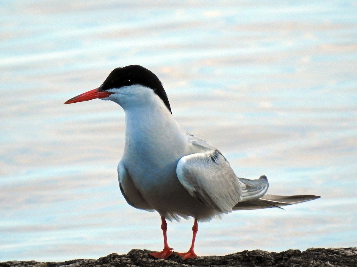 Common Tern - ML255687151