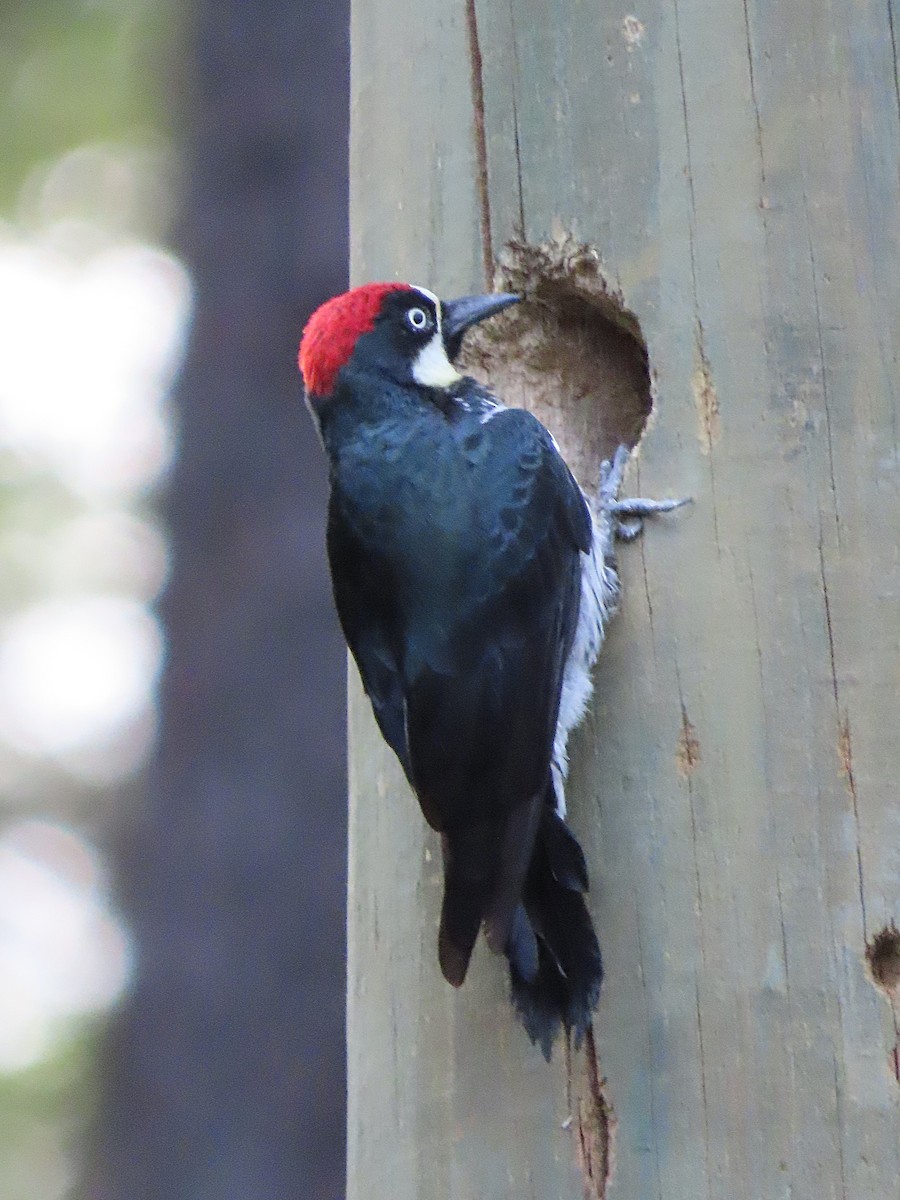 Acorn Woodpecker - ML255689641