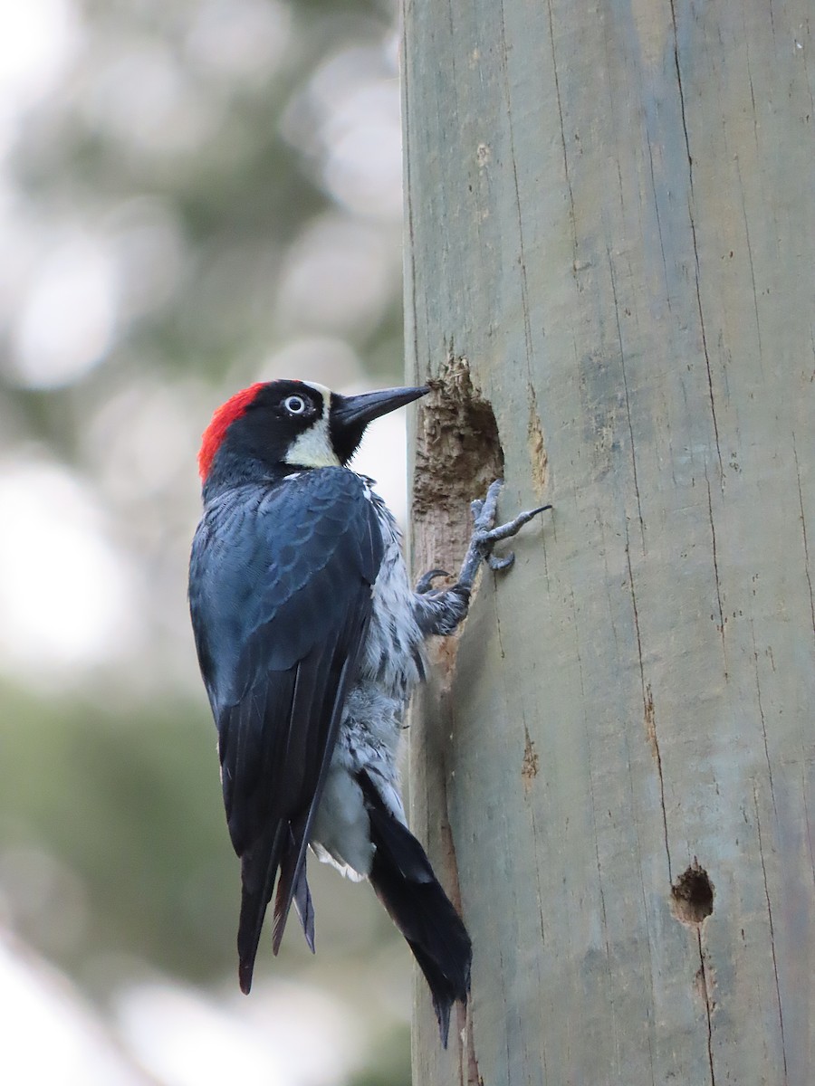 Acorn Woodpecker - ML255689841