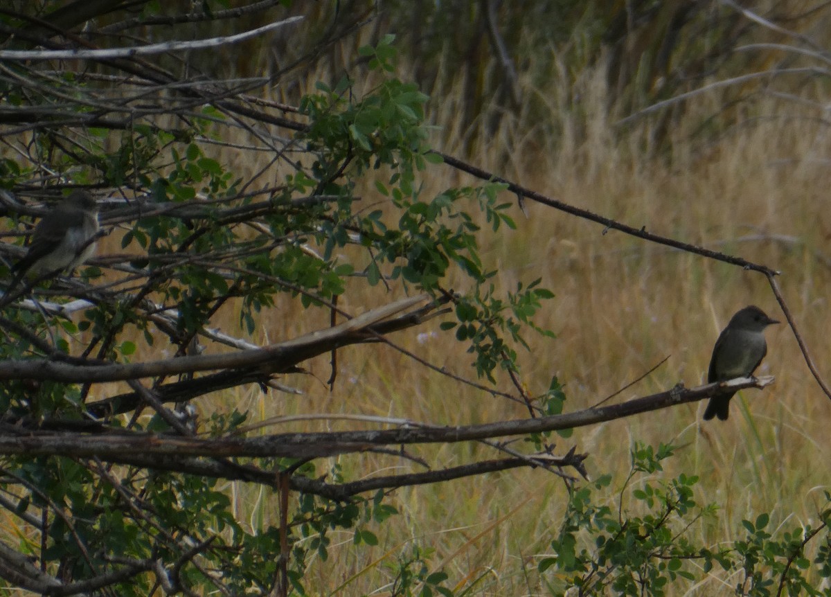 Western Wood-Pewee - ML255689941