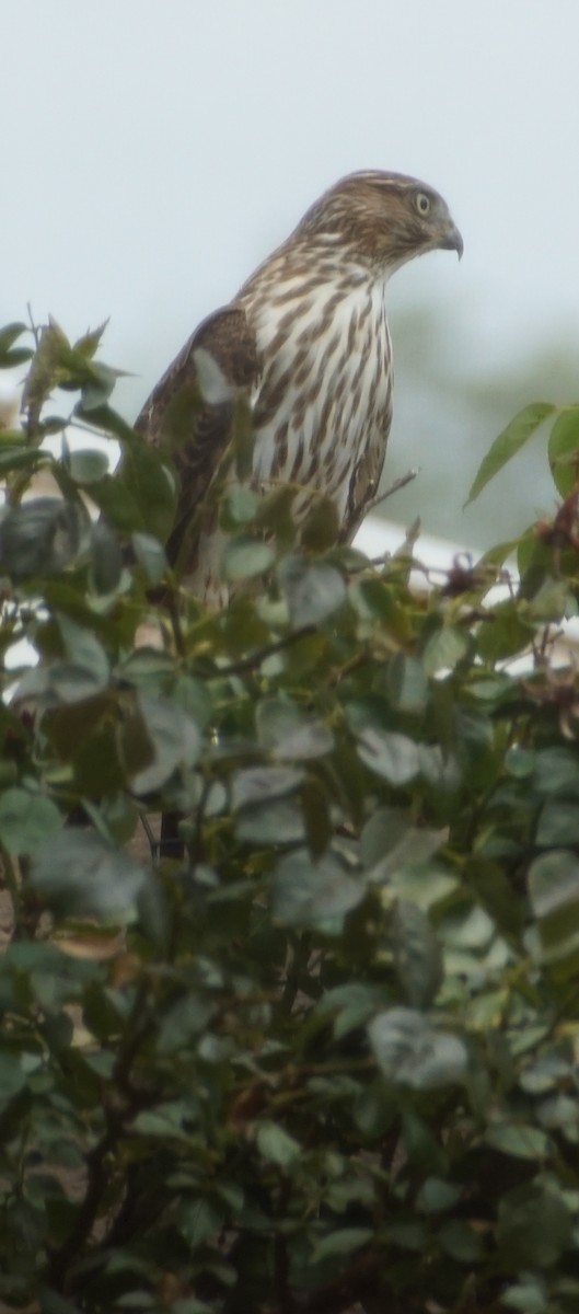 Cooper's Hawk - ML255690061