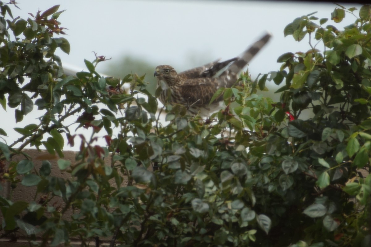 Cooper's Hawk - ML255690111