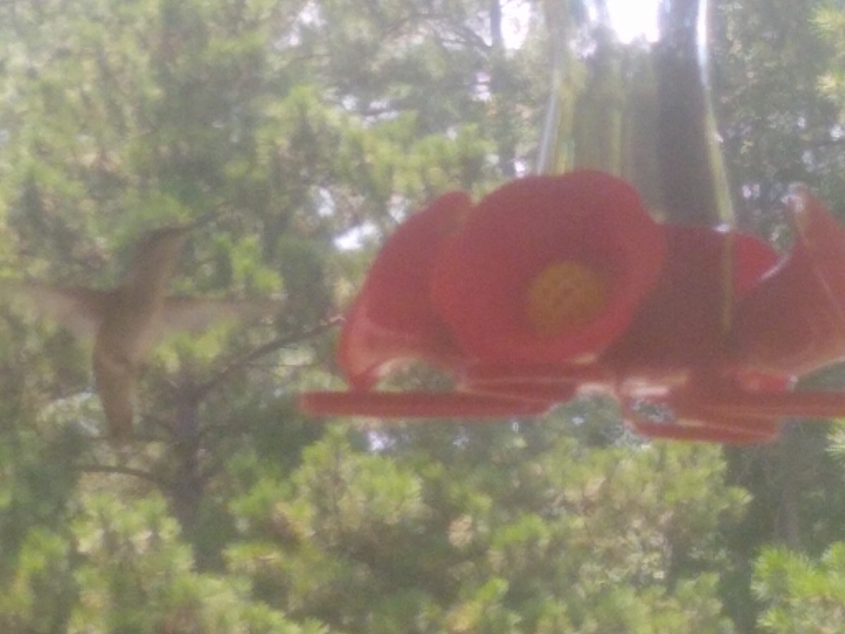 Ruby-throated Hummingbird - ML255691661