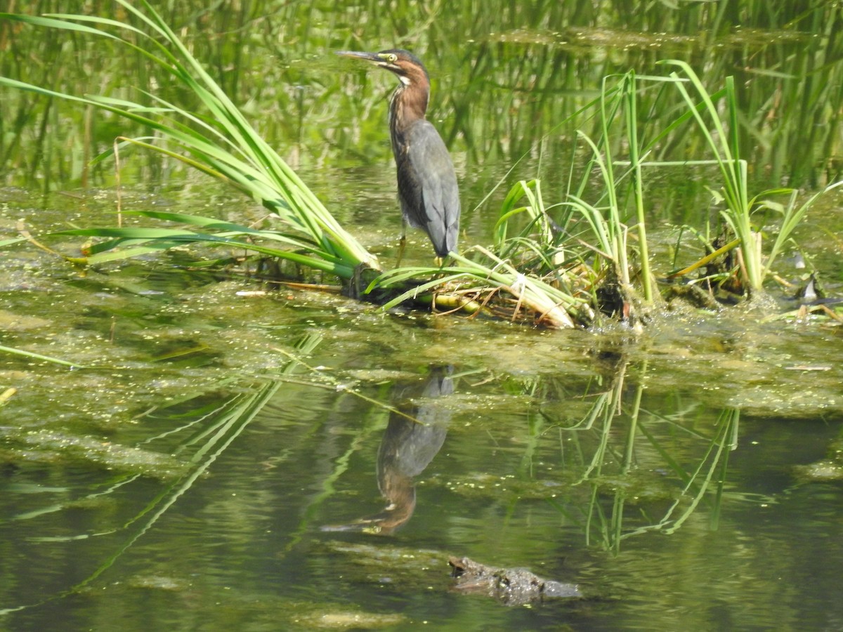 Green Heron - ML255693961