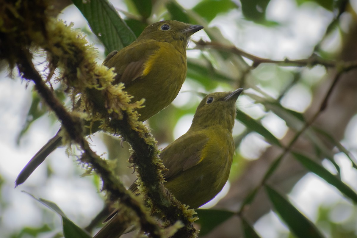 Gray-tailed Piha - ML255696001