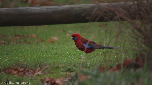 Crimson Rosella - ML255697181