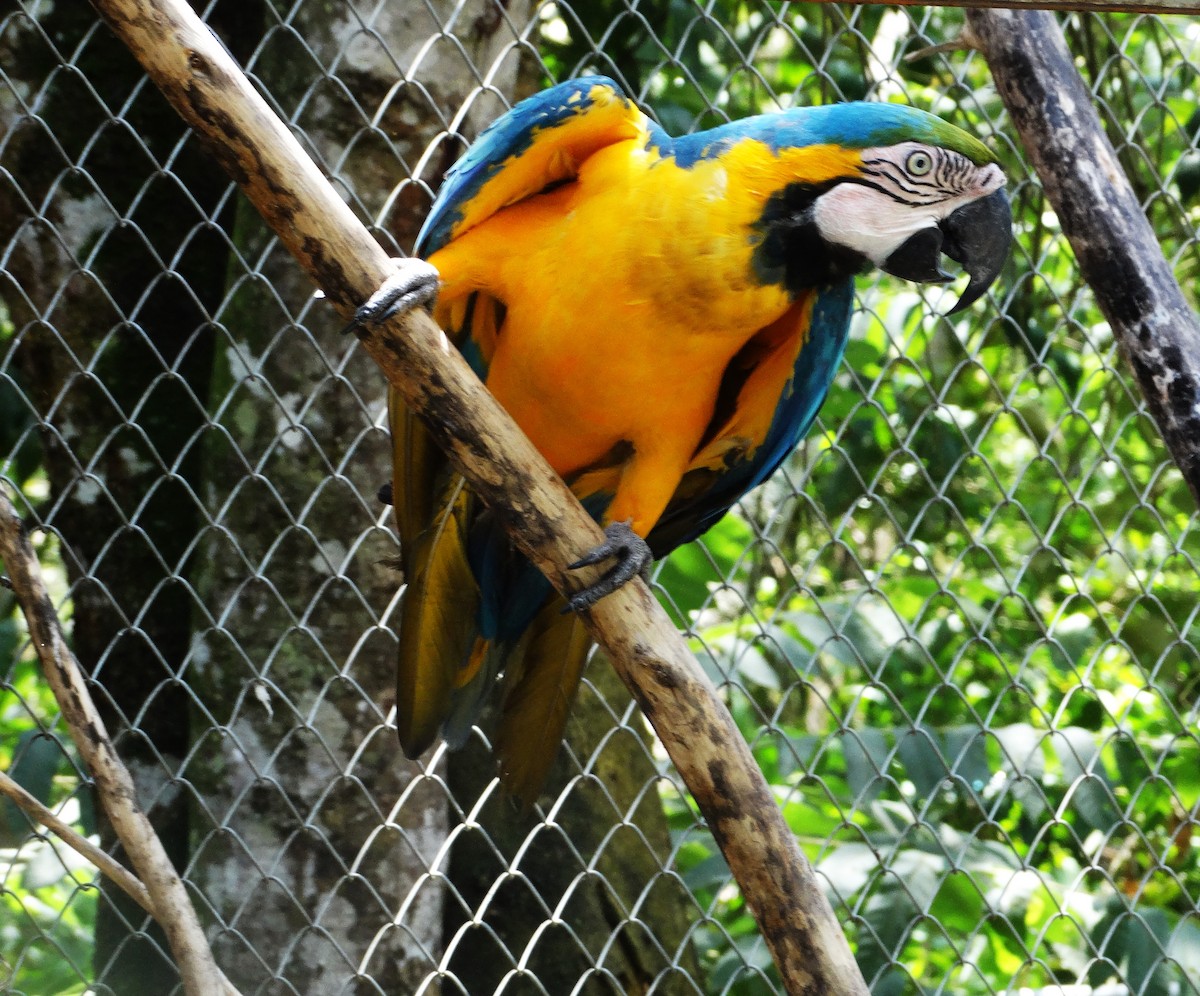 Blue-and-yellow Macaw - Hector Ceballos-Lascurain