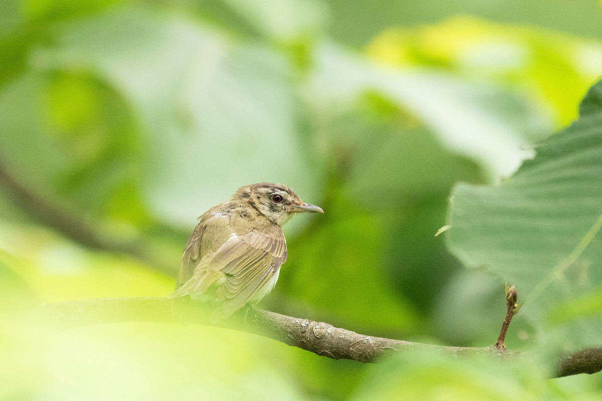 rødøyevireo - ML255699861