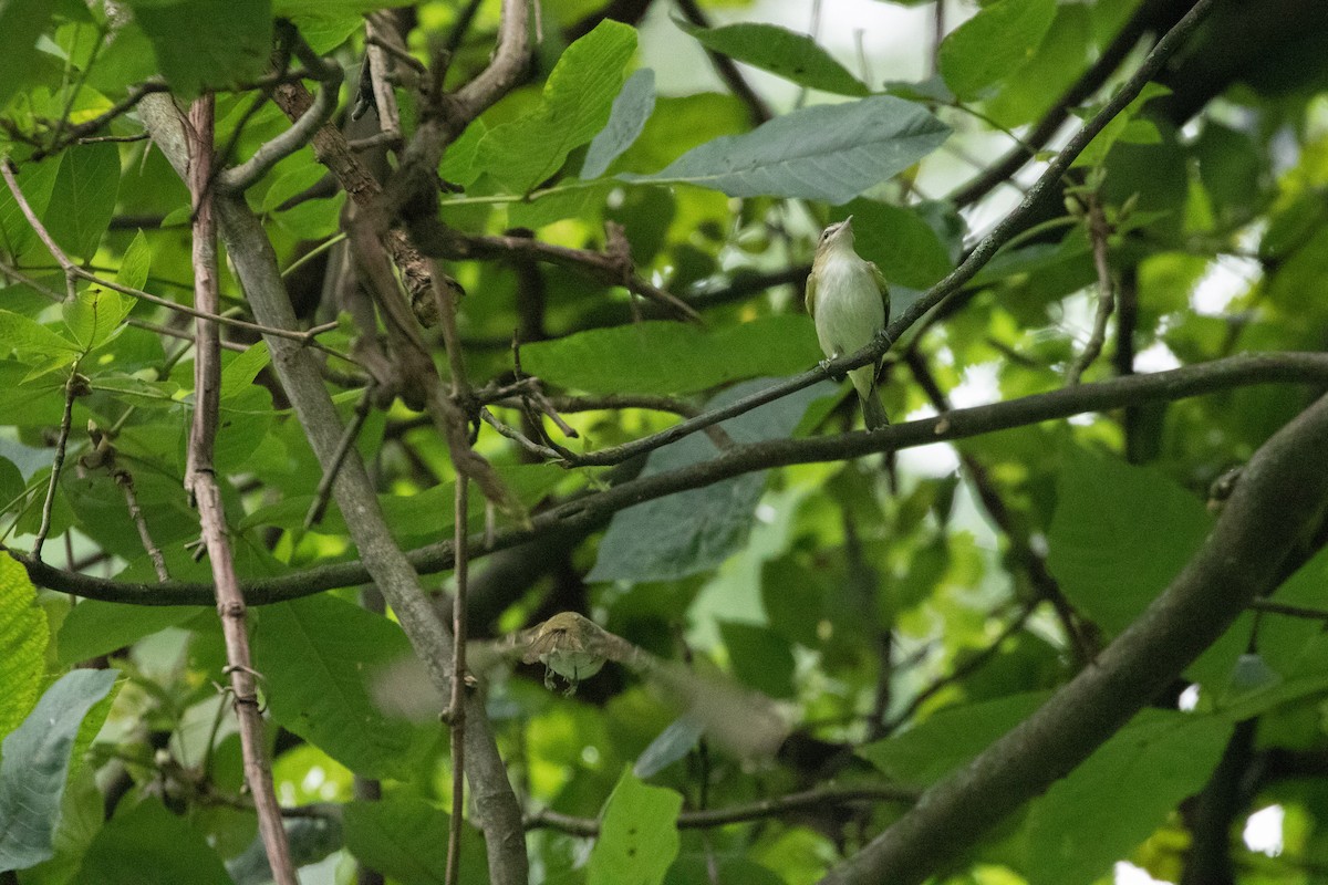 Red-eyed Vireo - ML255700231