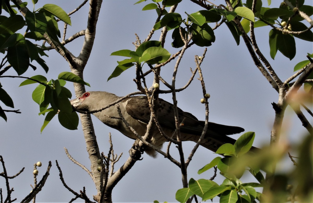 Channel-billed Cuckoo - ML255700331