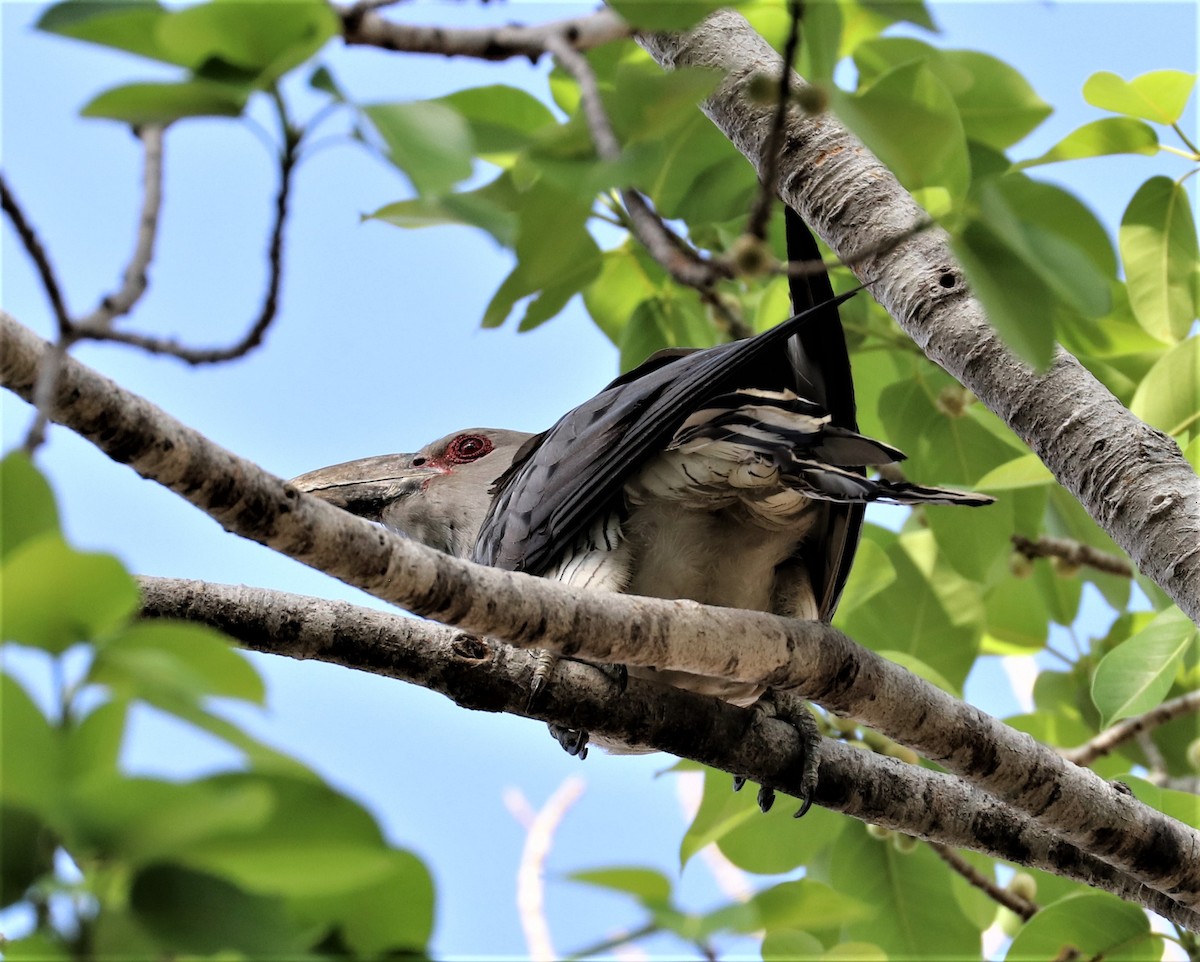 Channel-billed Cuckoo - ML255700351