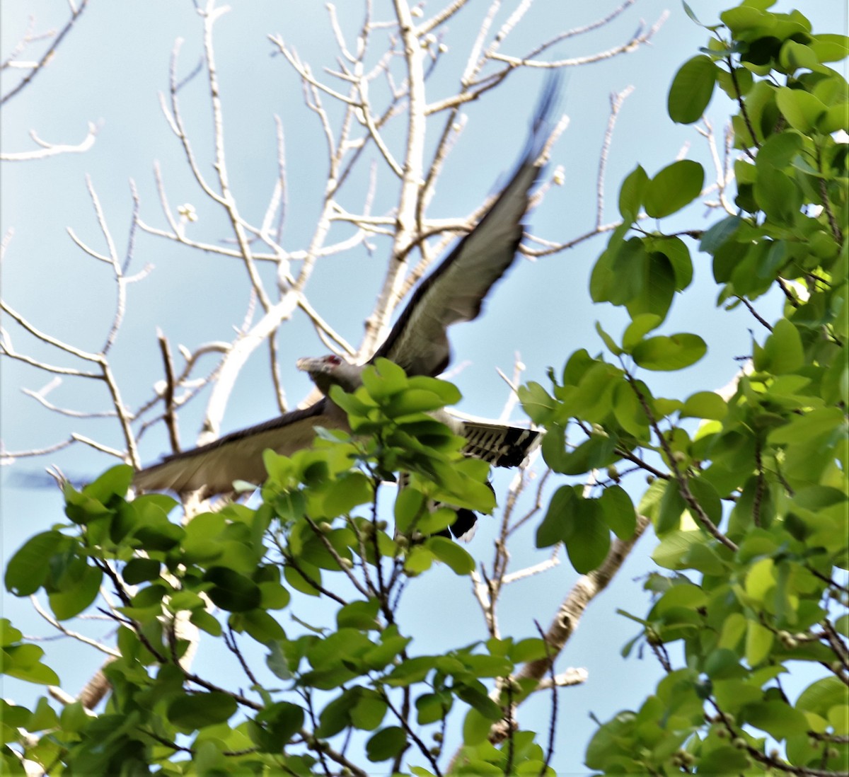 Channel-billed Cuckoo - ML255700361