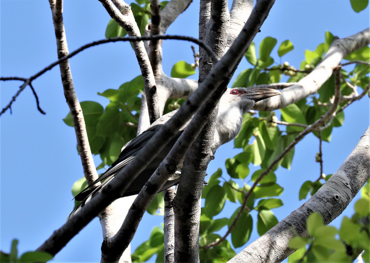 Channel-billed Cuckoo - ML255700471