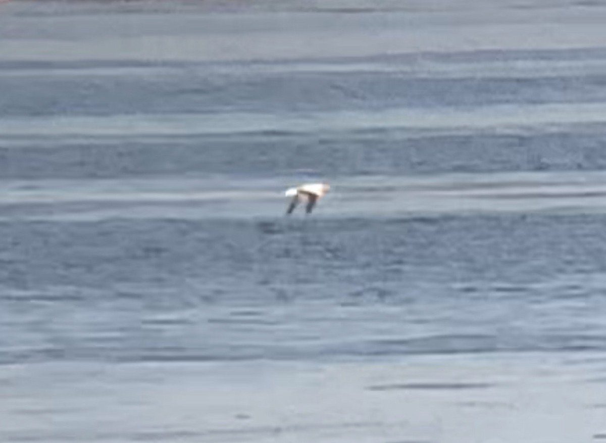 Nazca Booby - ML255701011