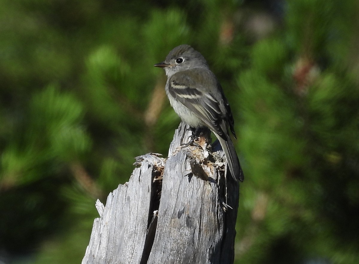 Hammond's Flycatcher - ML255701051