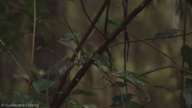 Large-billed Scrubwren - ML255701211