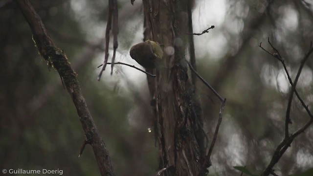 Large-billed Scrubwren - ML255701291