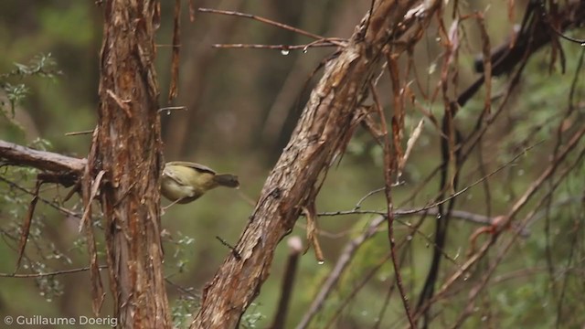 Large-billed Scrubwren - ML255701301