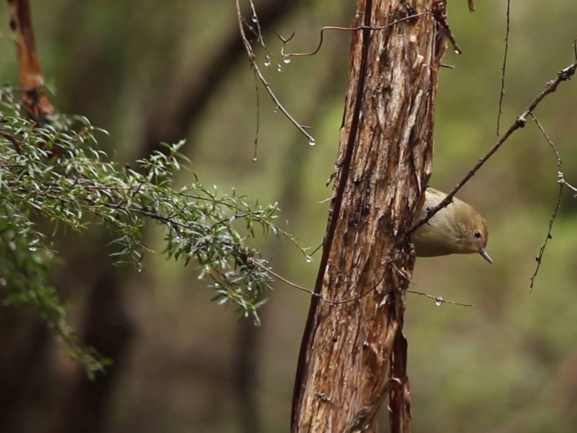 Large-billed Scrubwren - G. Thomas Doerig