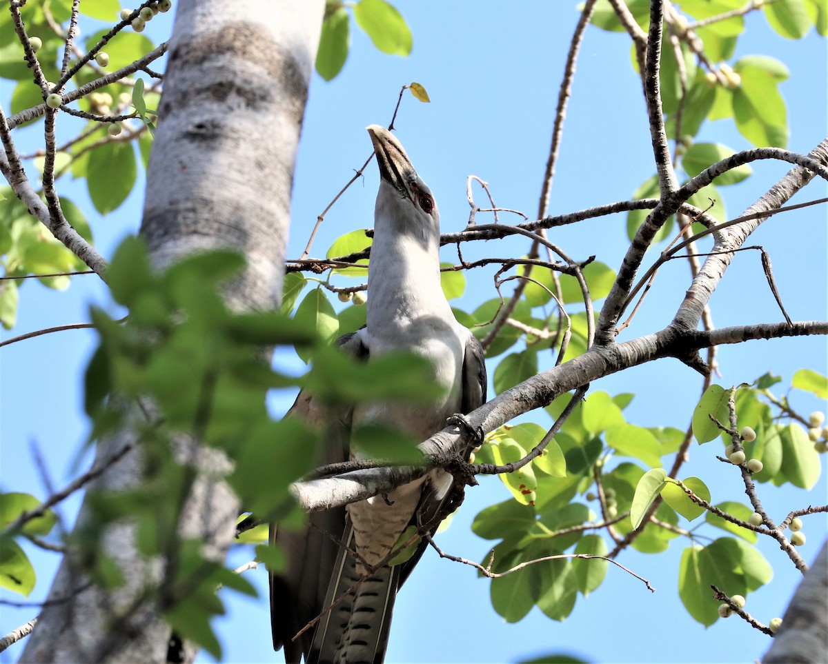 Channel-billed Cuckoo - ML255701731