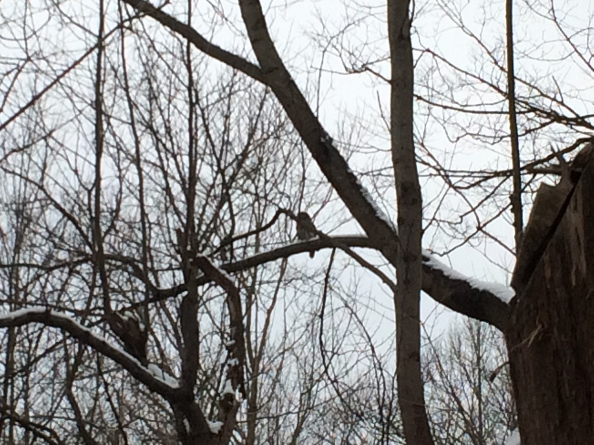 Barred Owl - Thomas Reed