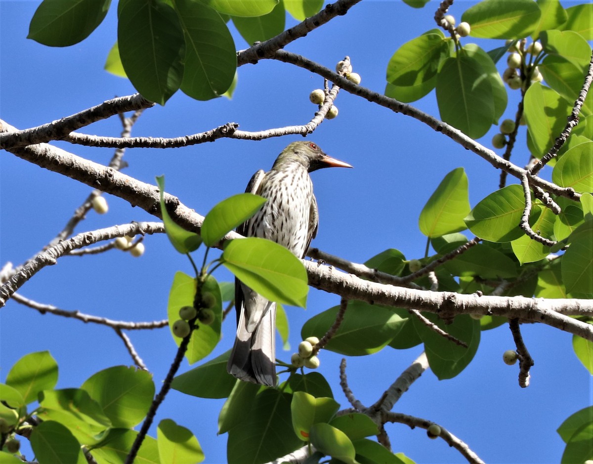 Olive-backed Oriole - ML255703541