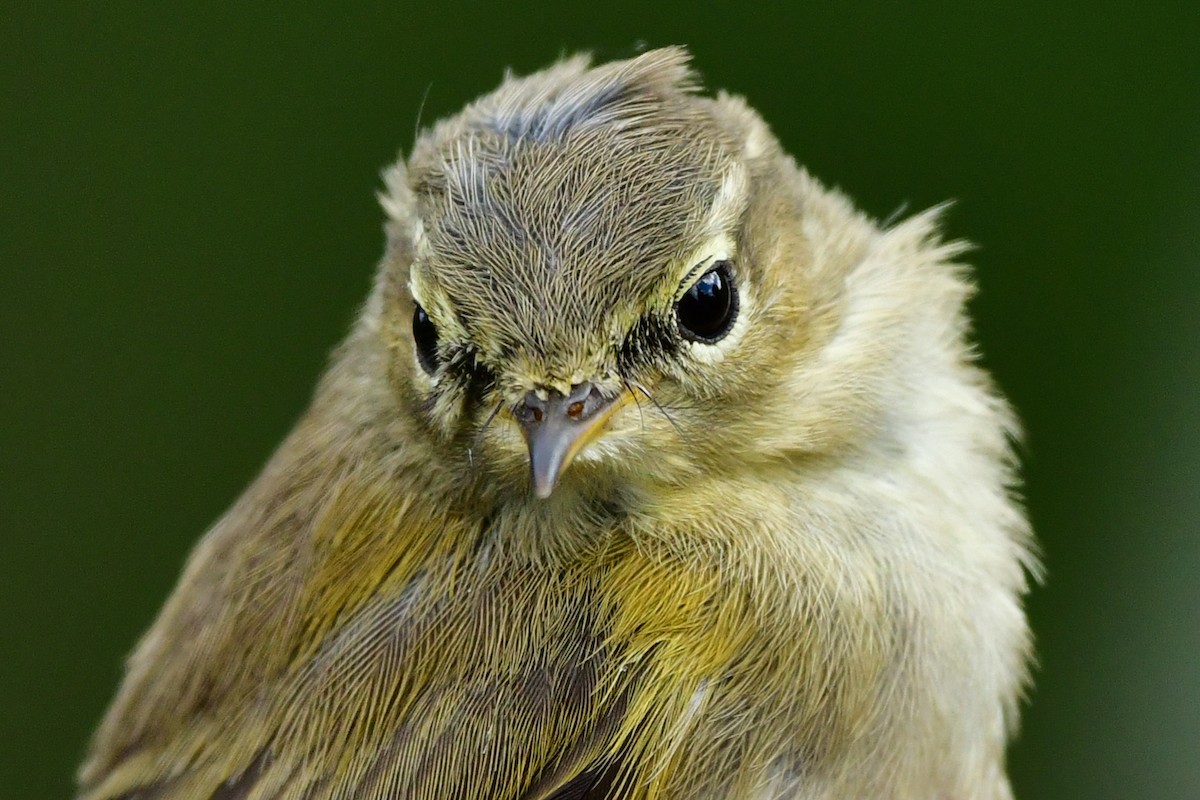 Luì piccolo - ML255705461