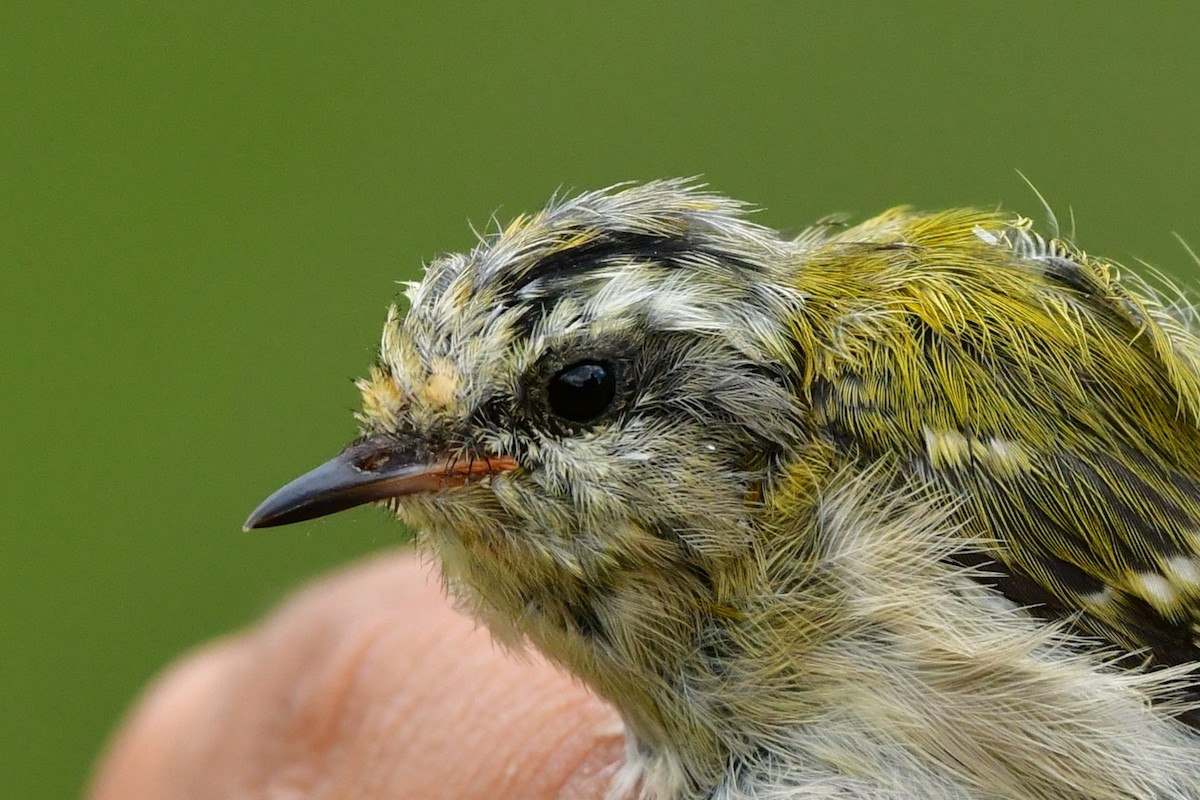 Fiorrancino - ML255705511