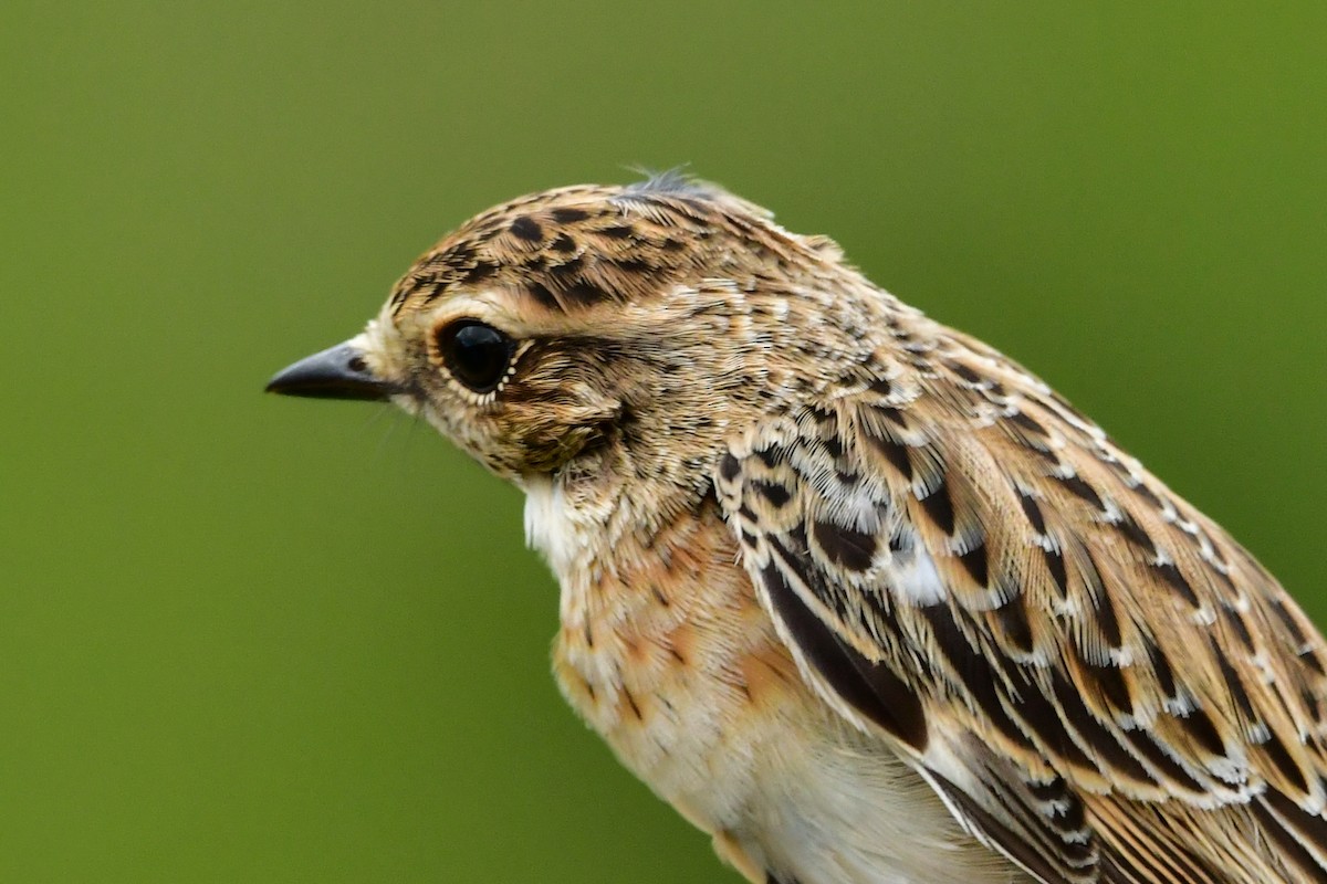 Stiaccino - ML255705531