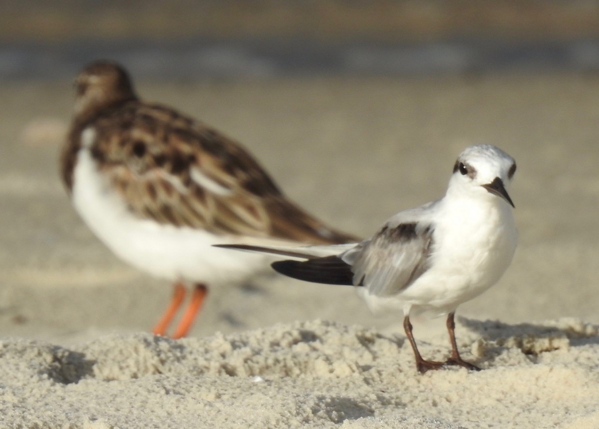 Least Tern - alice horst