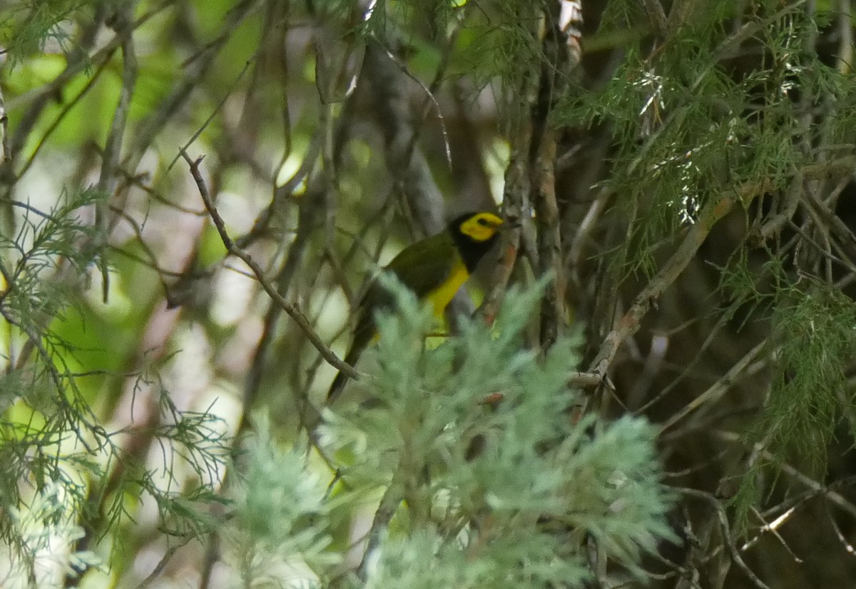 Hooded Warbler - ML255705651