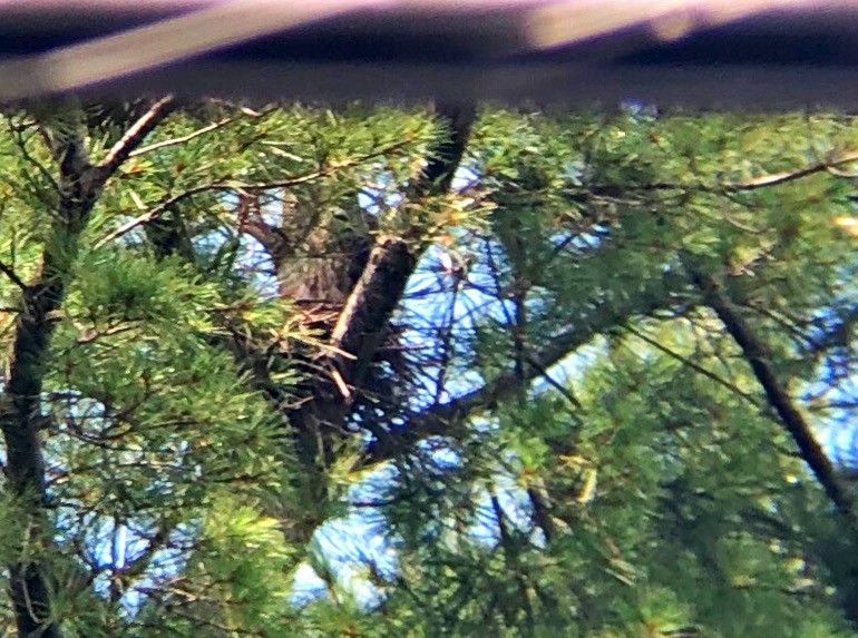 Mississippi Kite - ML255708861