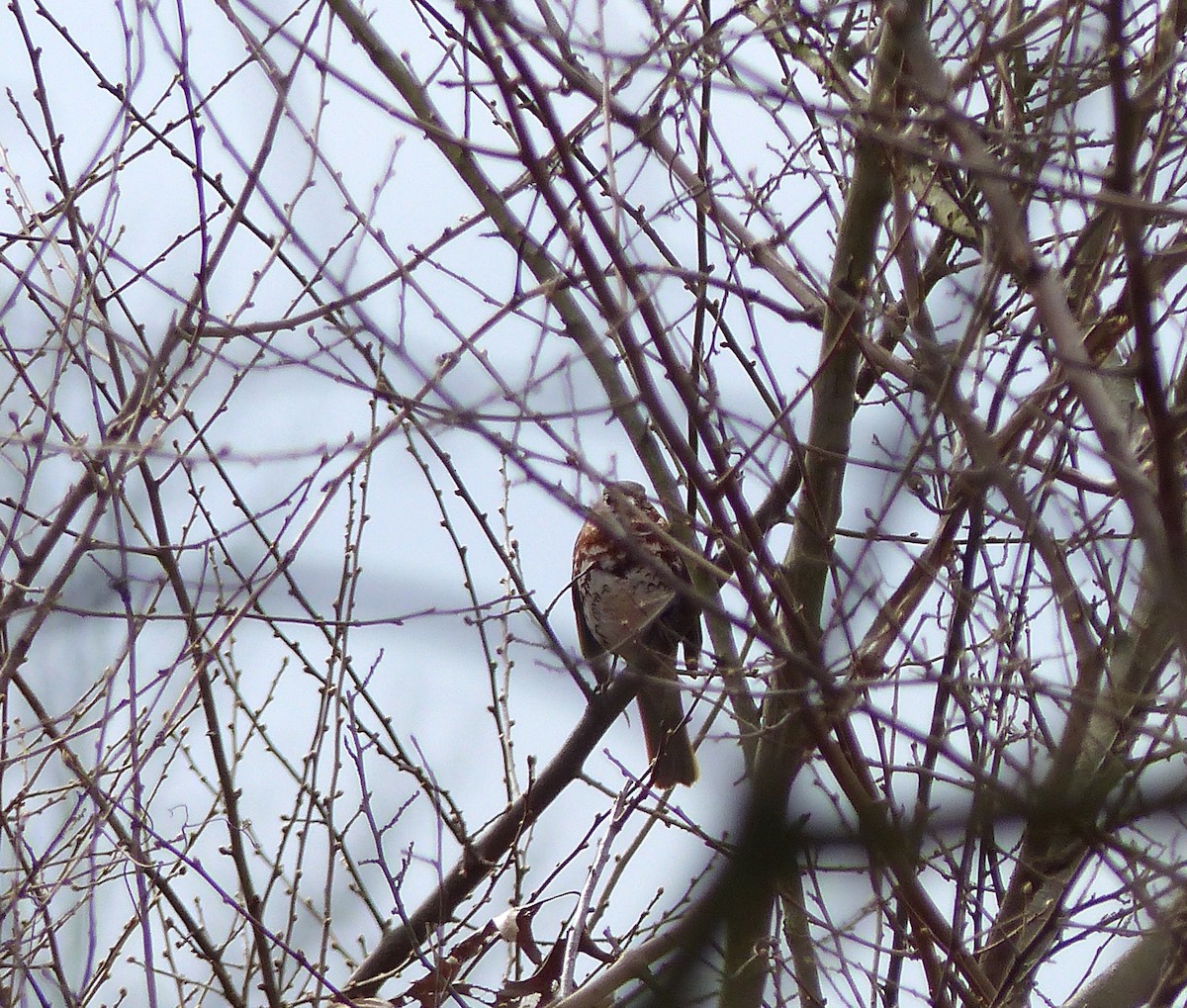 Fox Sparrow - ML25570891