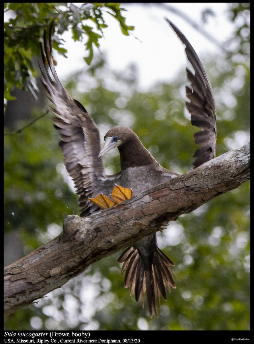 Brown Booby - ML255709351