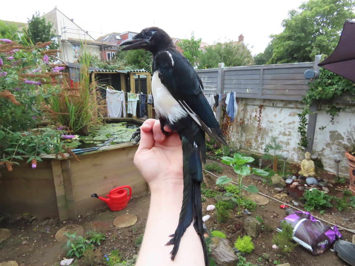 Eurasian Magpie - David Campbell
