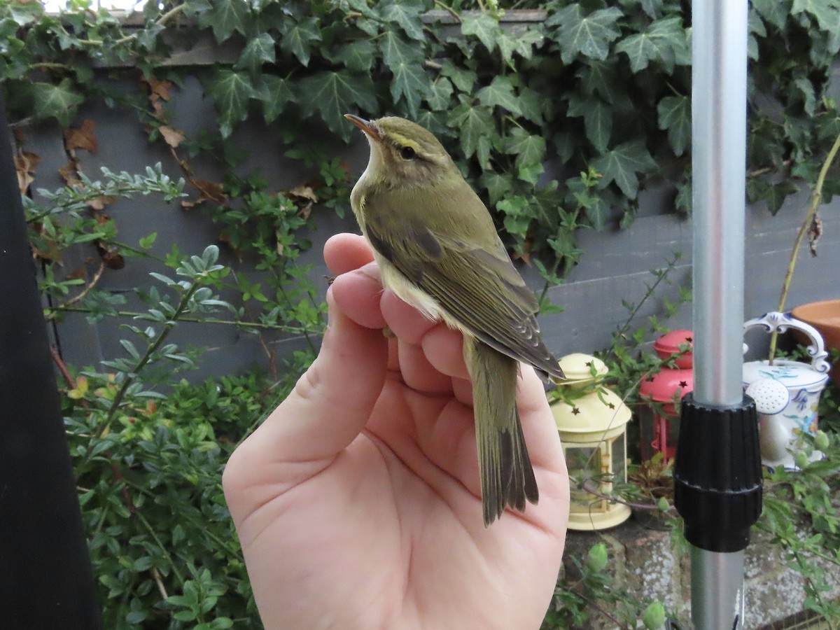 Willow Warbler - David Campbell