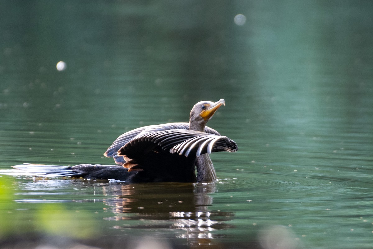 Double-crested Cormorant - Jeremy Cushman